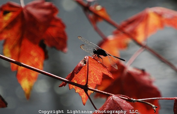 Dragonfly & Autumn leaves, Lightsnow photography, http://lightsnowphotography.photoshelter.com/image/I0000hV12d_wsJWQ ,accessed 9/30/13